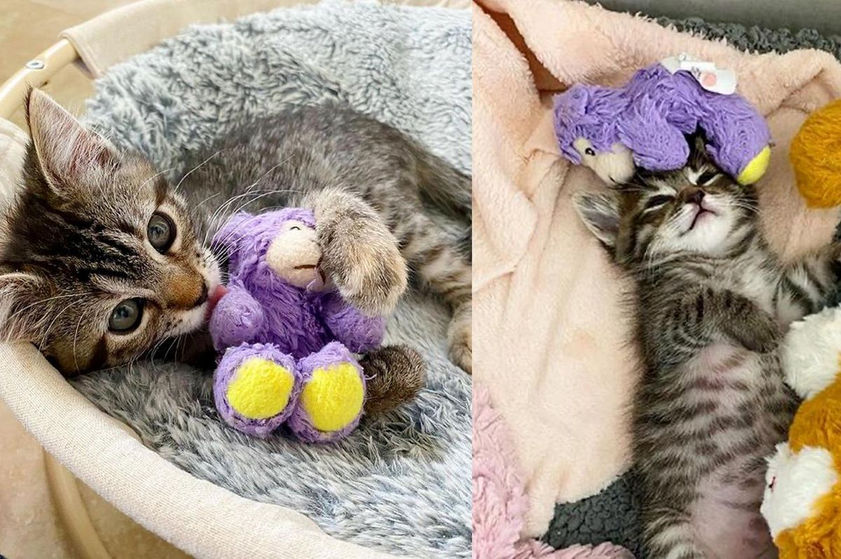 Kitten Carries Her Lamb Wherever She Goes After Being Brought into Foster Alone