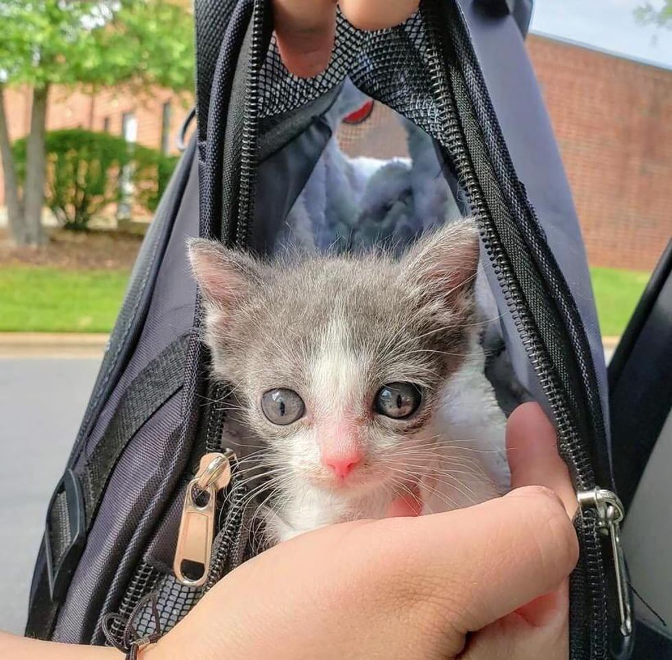 Kitten with 'Funnel Chest' is Half the Size But Has Brave Endearing