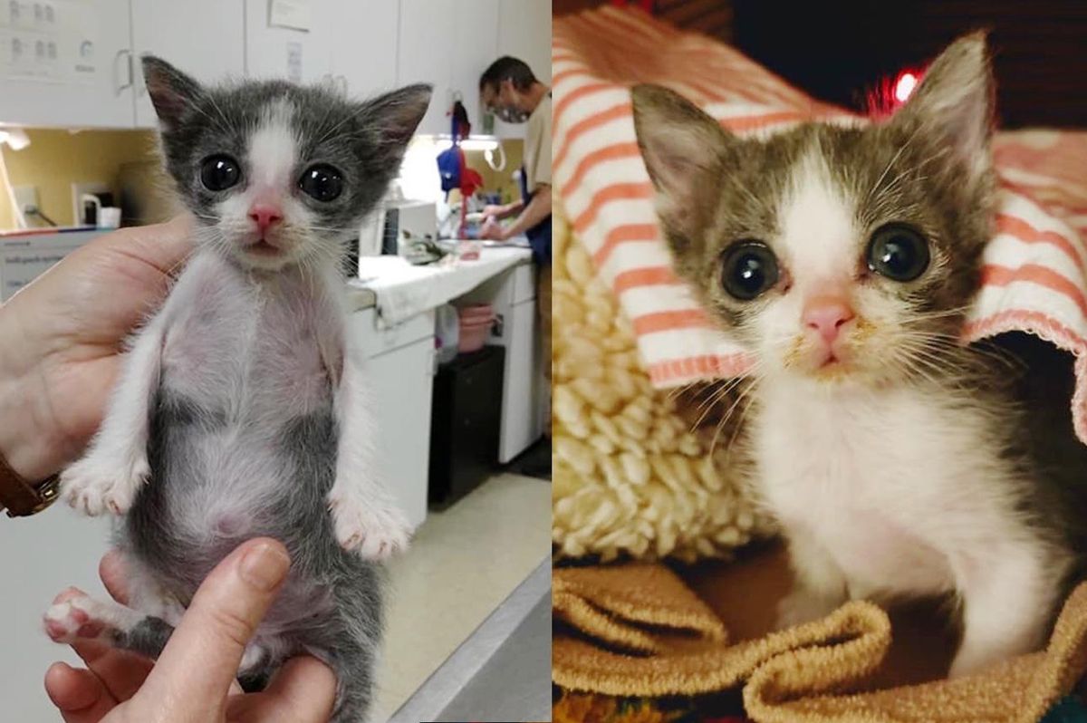 Kitten with 'Funnel Chest' is Half the Size But Has Brave Endearing Personality