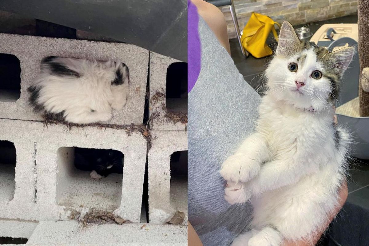 Kitten Found Hiding inside Cinder Block, Came Out of Her Shell and Really Transformed