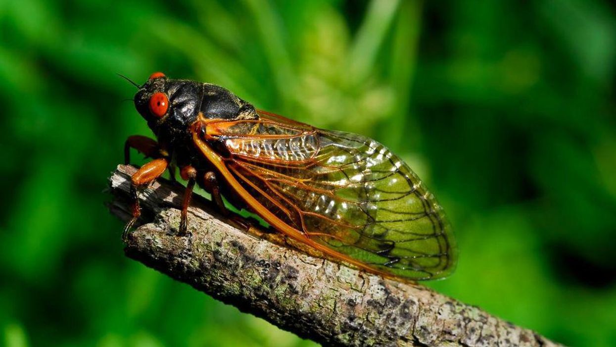 The White House press charter plane was delayed for six hours after being swarmed by cicadas