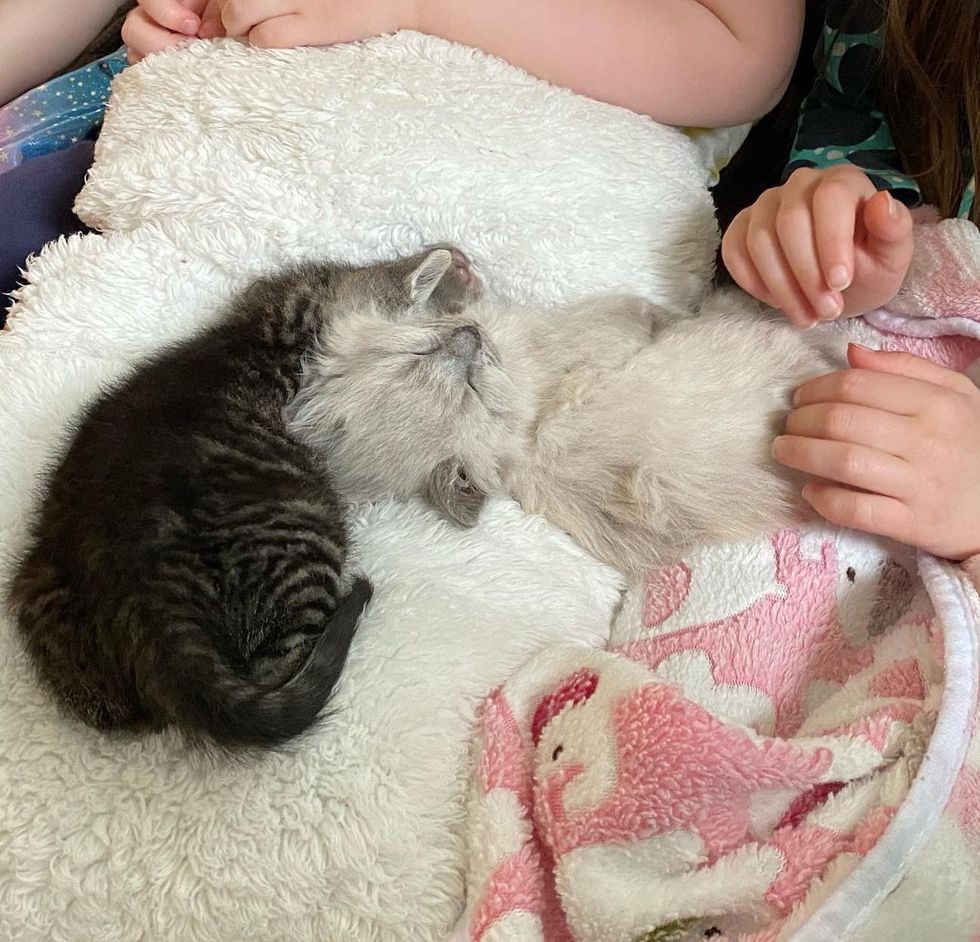 Two Kittens from Different Litters Share Adorable Bond, They Hope for