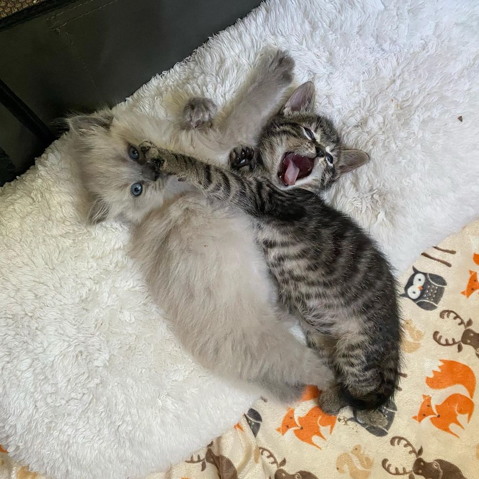 Two Kittens from Different Litters Share Adorable Bond, They Hope for