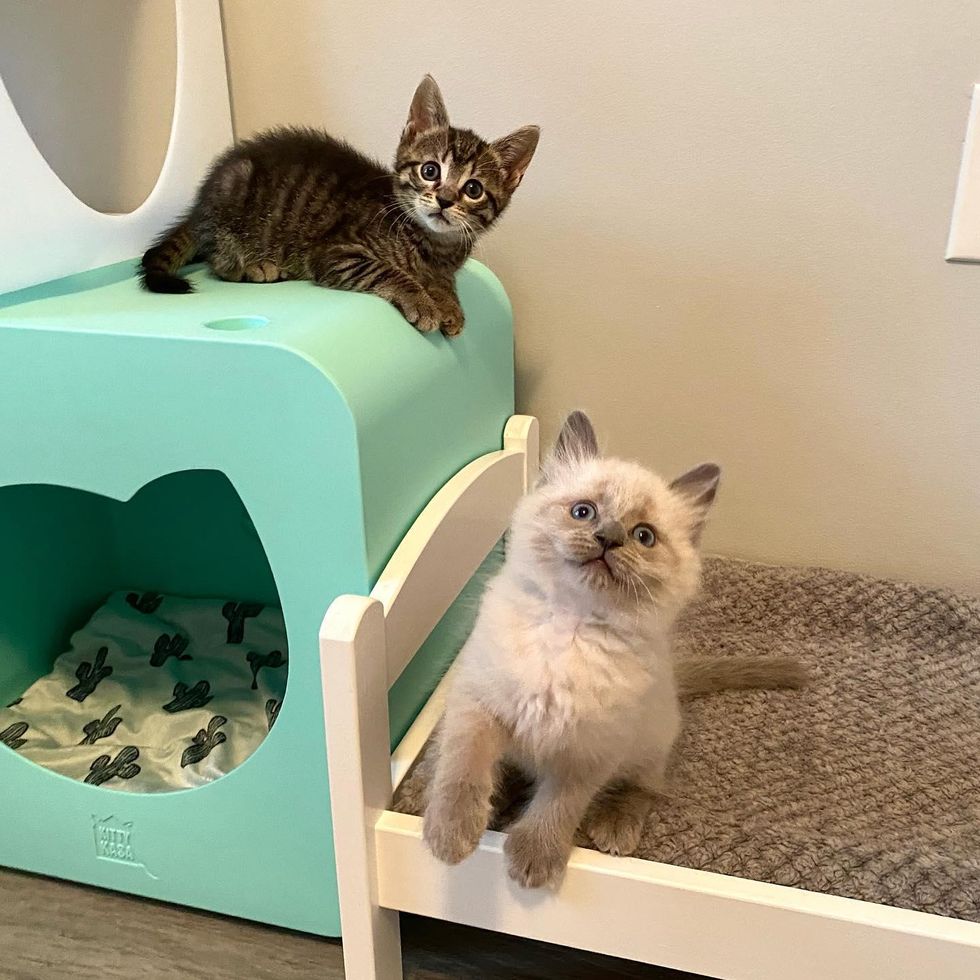 Two Kittens from Different Litters Share Adorable Bond, They Hope for