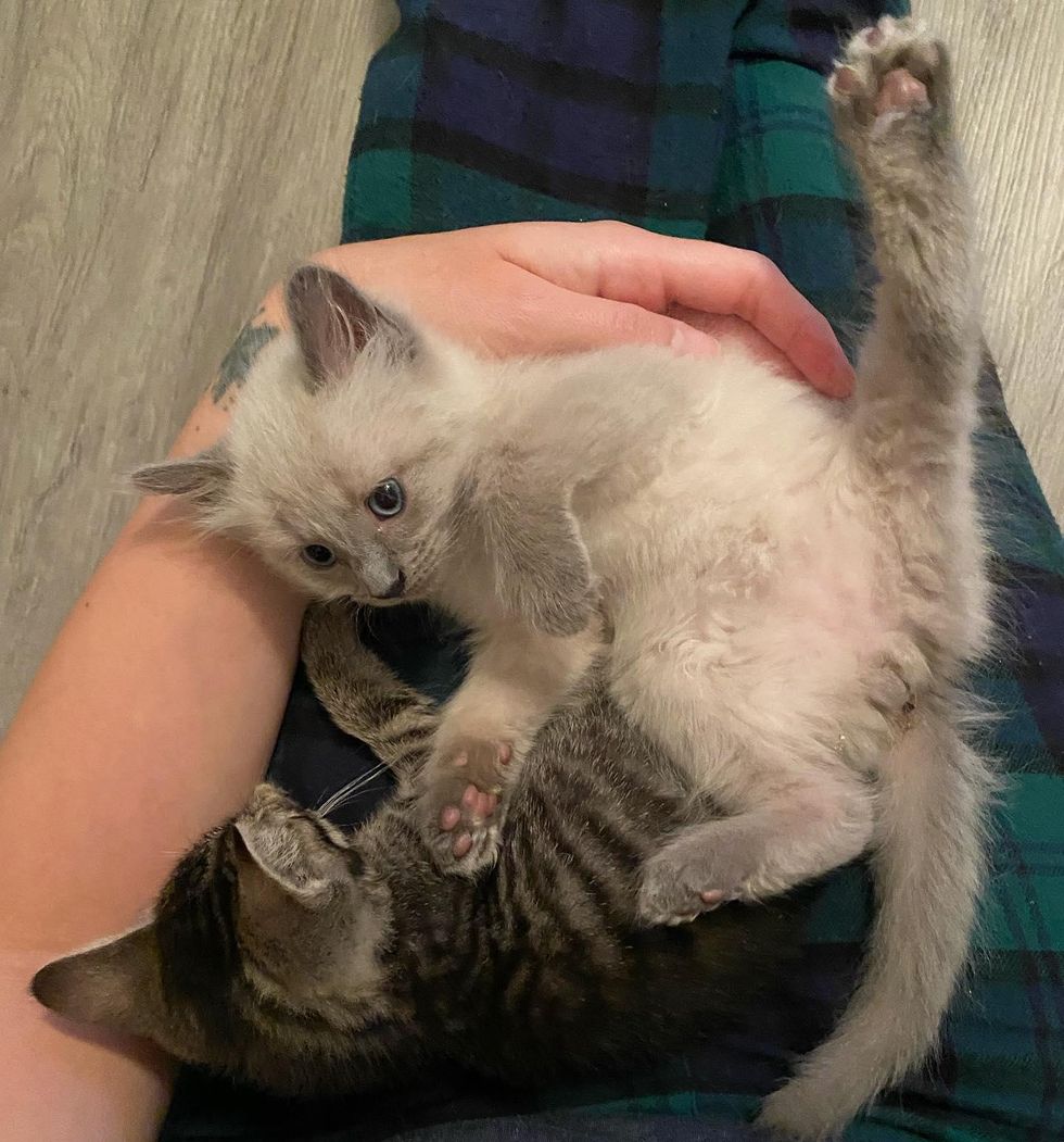 Two Kittens from Different Litters Share Adorable Bond, They Hope for