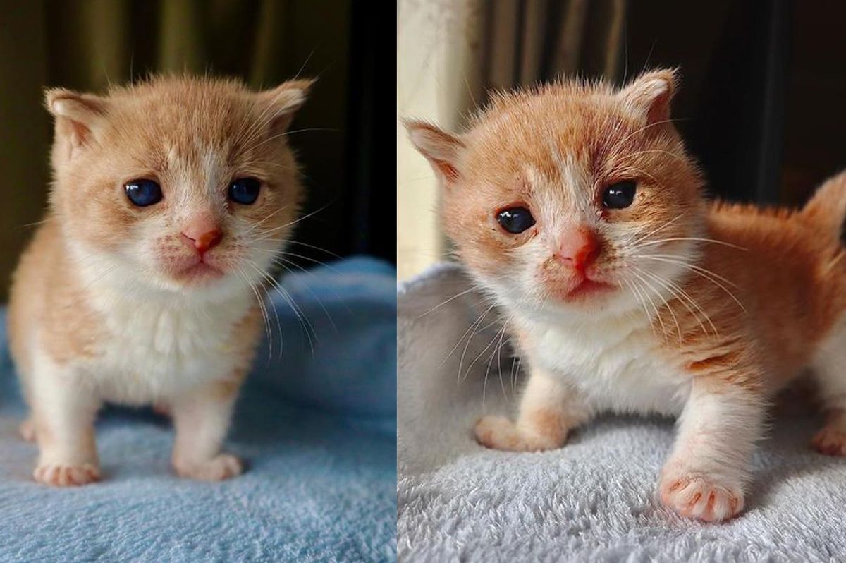 Kitten with Incredible Resilience is Determined to Live Full Life with the Help of a Kind Couple