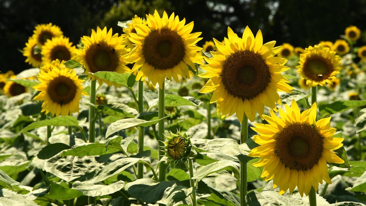 12 sunflower facts you might not know