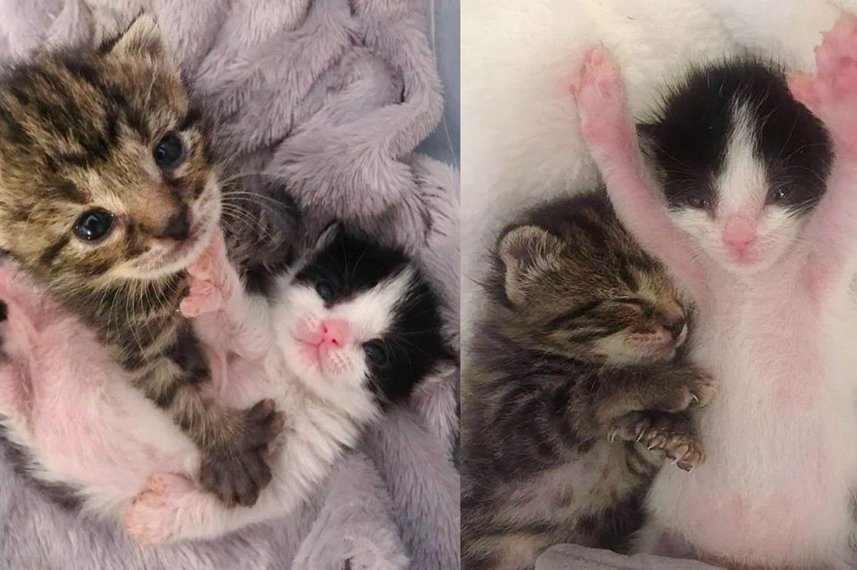 Kittens with 3 Paws and Extra Toes Share a Strong Bond After Being Found Together in Backyard