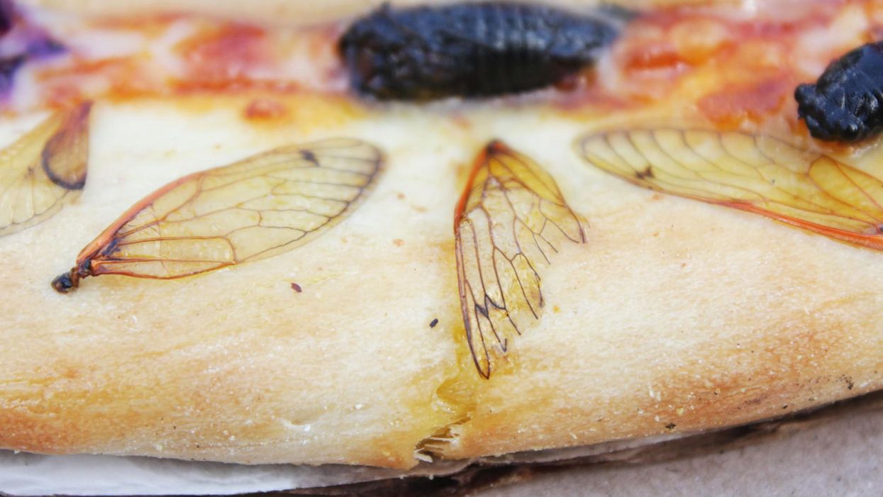 Restaurant experiments with pizza topped with cicadas and a wing-adorned crust