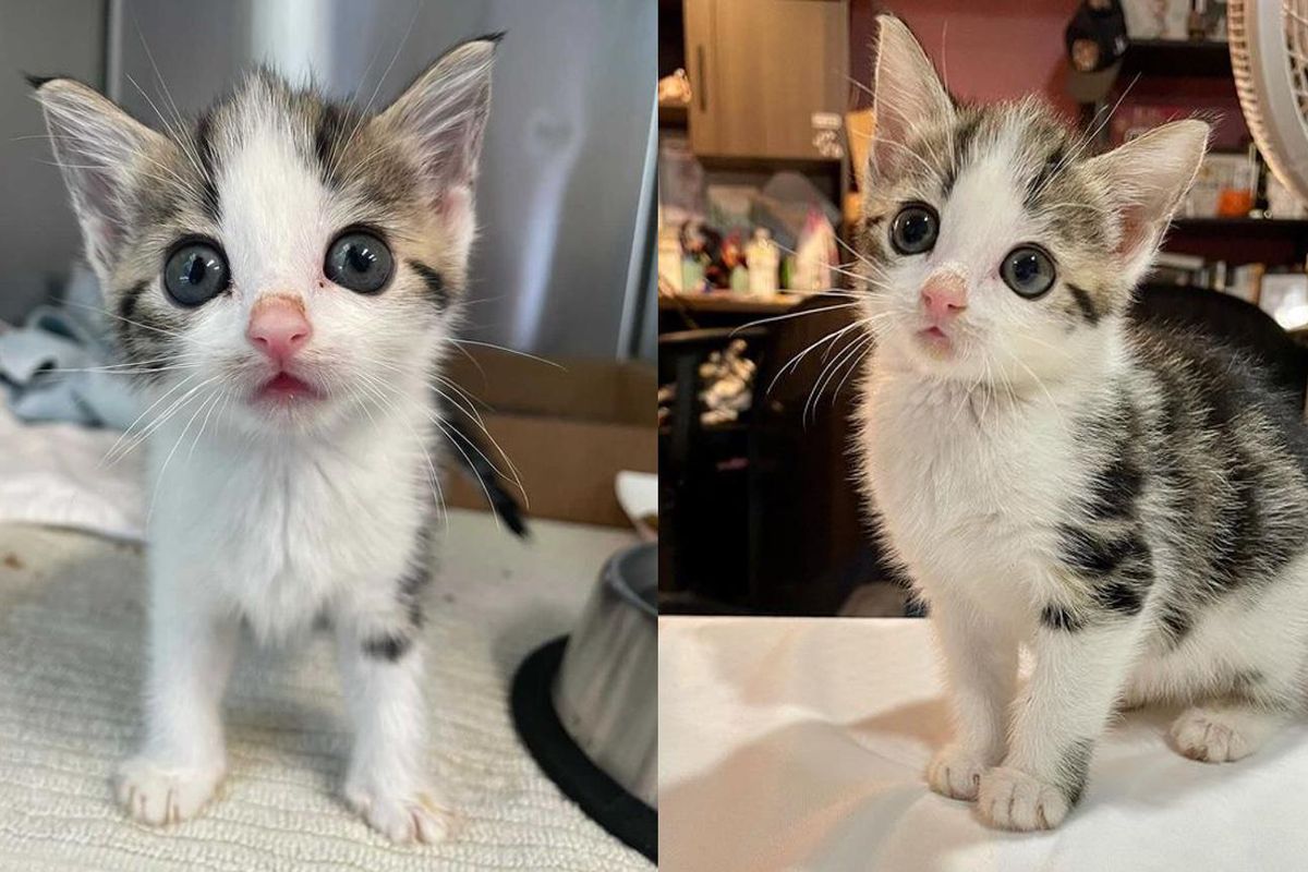 Kitten with Mesmerizing Face Jumps with Joy After Leaving the Street Life Behind