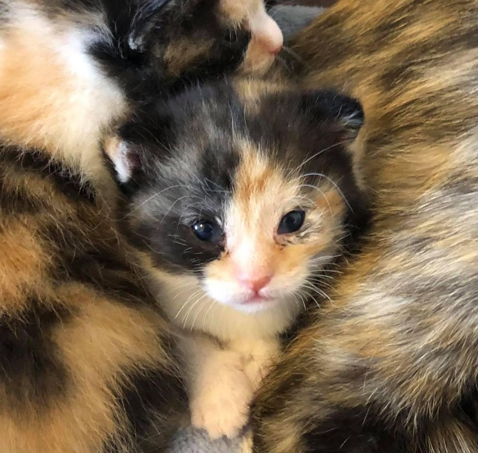 Cat Kept Her Unborn Kittens from the Cold Until Help Arrived, Now Has