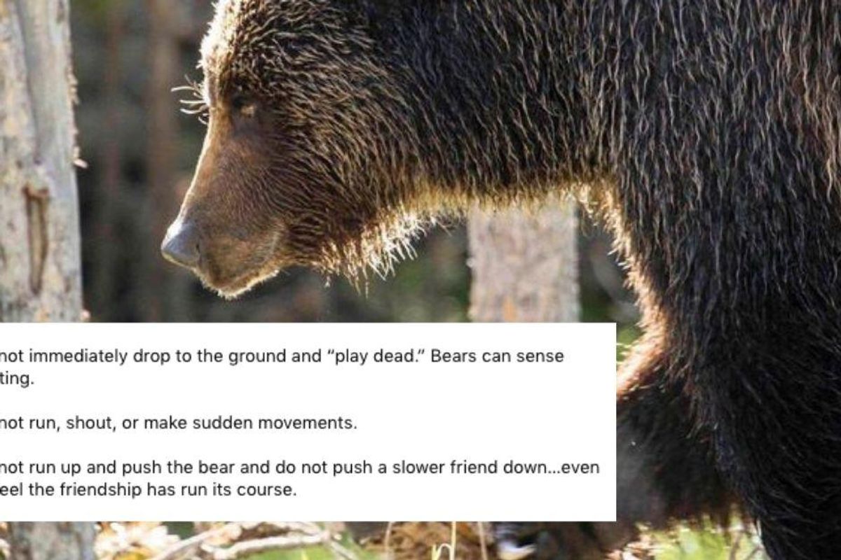 National Park Service shares helpful—and hilarious—advice for how to handle a bear encounter