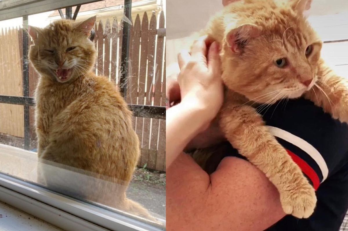 Cat Shows Up on Windowsill, Tells Family He is Ready to Leave Stray Life Behind