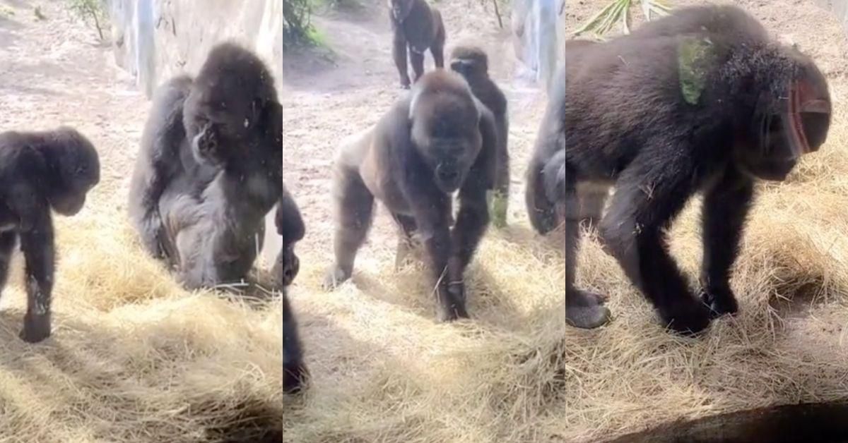 Gorilla Family's Reaction To Discovering A Baby Snake In Their Habitat Is Hilariously Relatable