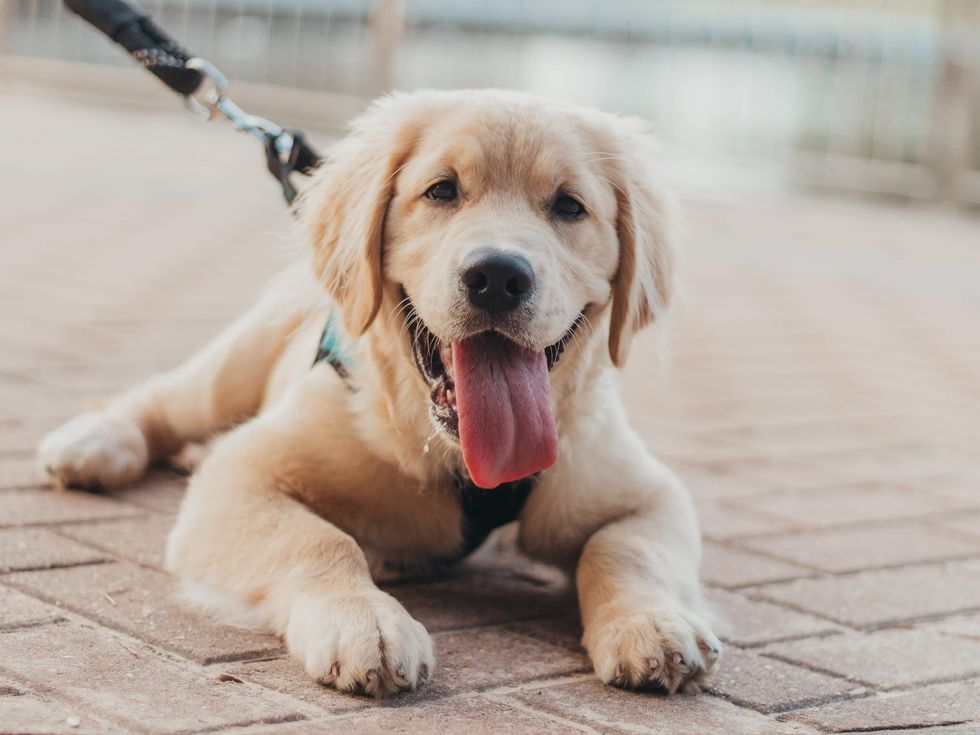 Five Reasons You Need A Puppy, From Someone Who Just Added A Furry Addition To The Family