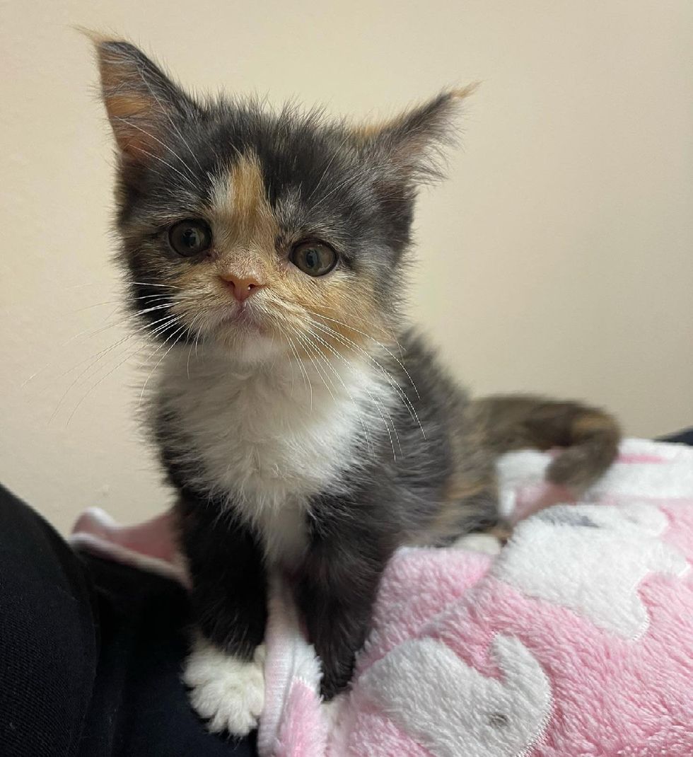 Kitten with Strong Will Transforms from Tiny Preemie to Adorable Fluffy ...