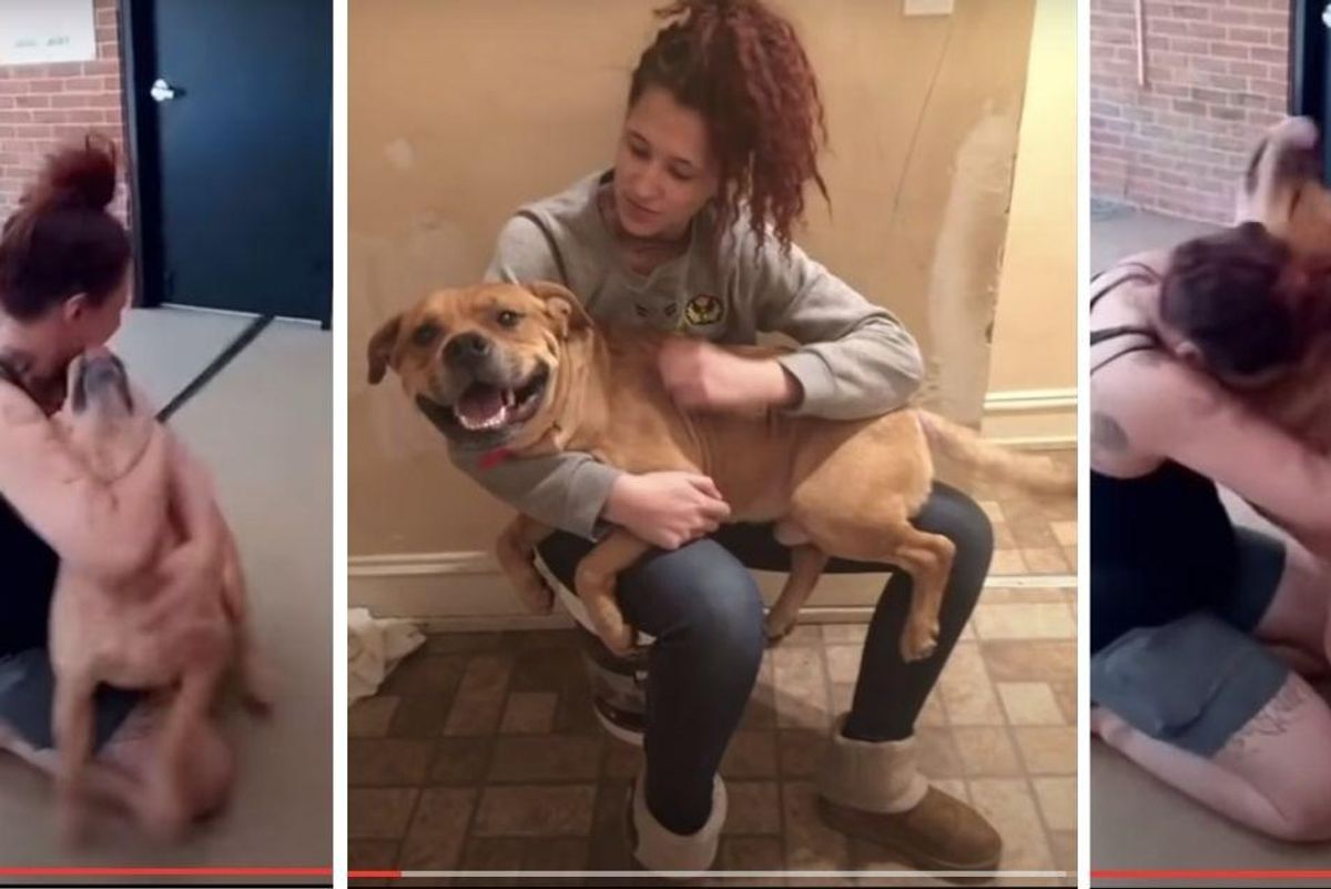 Woman stumbles upon her beloved lost dog at shelter two years after he disappeared