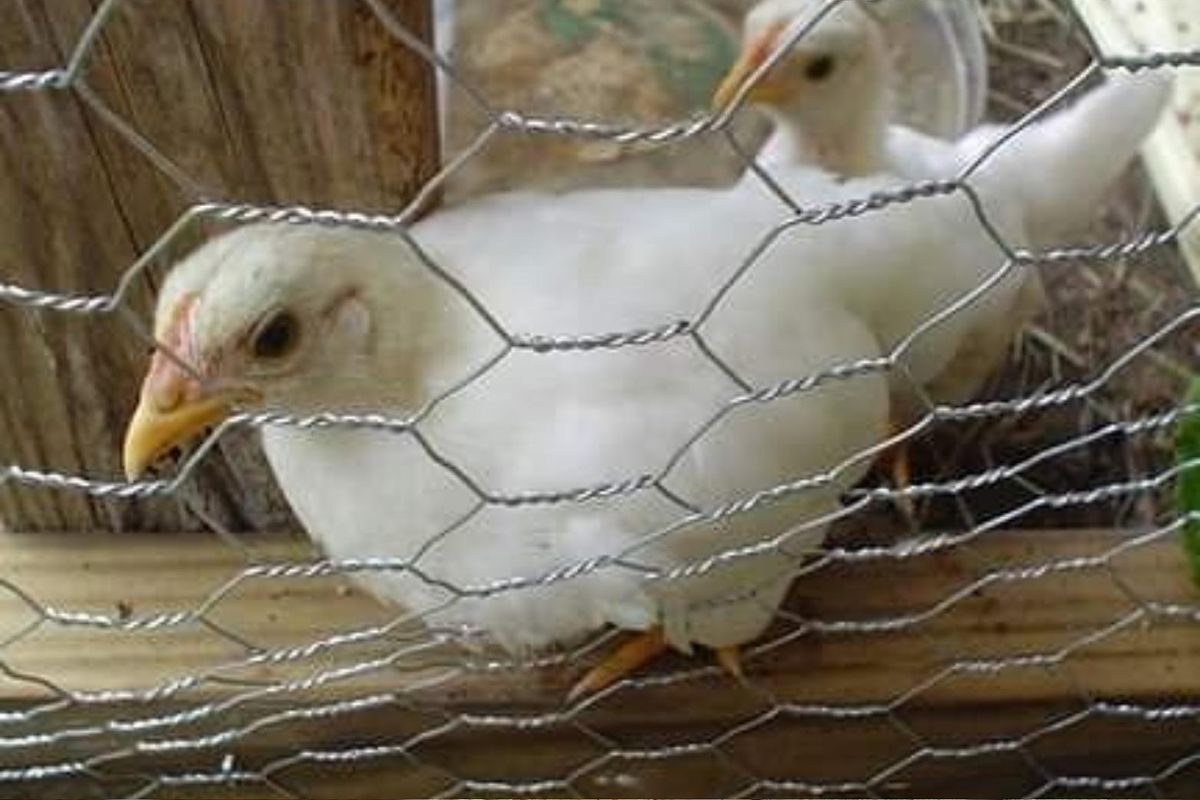 Still cluckin': Meet Esperanza, Austin's oldest chicken and biggest celebrity