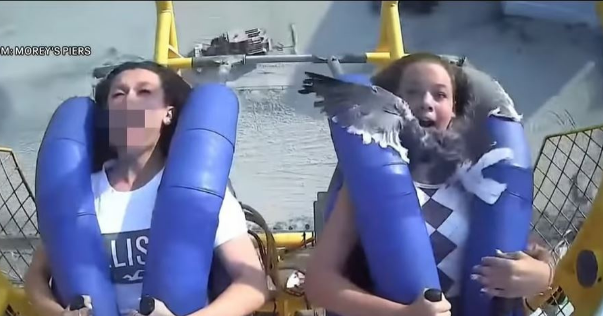 Screaming New Jersey Teen Gets A Face Full Of Seagull On Amusement Park's Slingshot Ride
