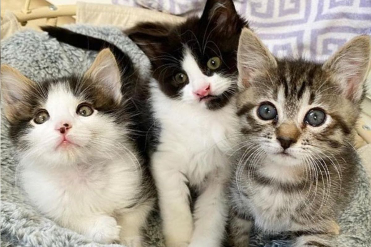 Family Went to Adopt Kittens and Couldn't Separate These Three with Unbreakable Bond