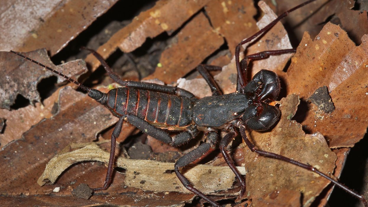 Acid-shooting whip scorpions spotted at Texas national park