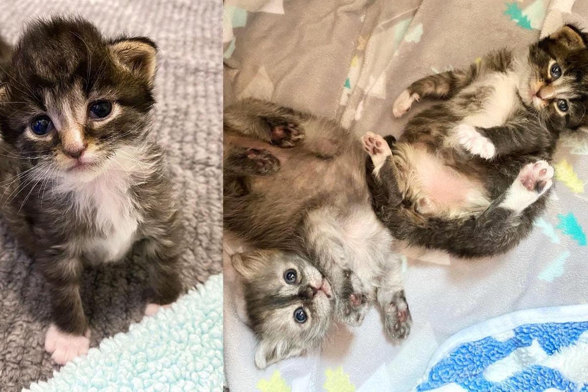 Kittens Find Each Other When They Need a Friend, and Become Family for Life