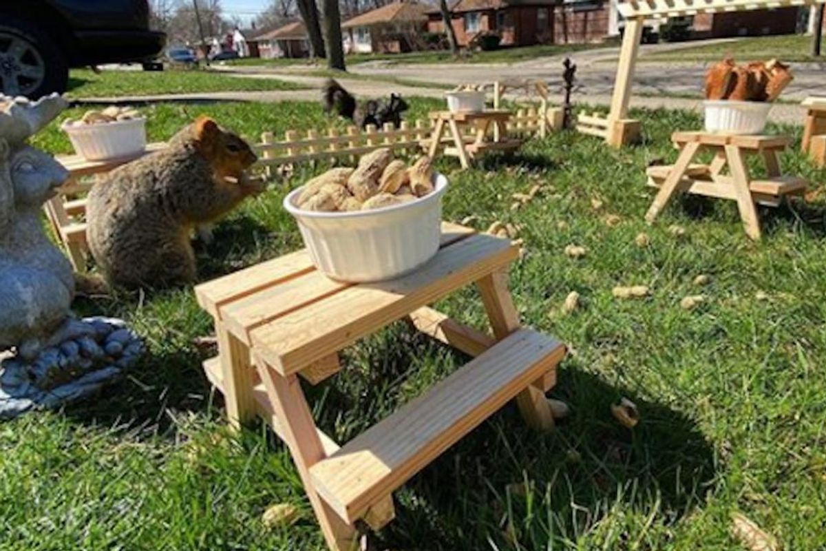 Bored guy spent his free time building a restaurant for the squirrels in his yard