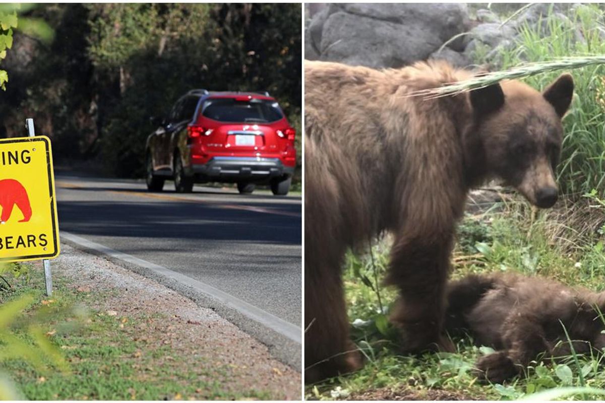 Yosemite ranger shares devastating post about the death of a bear cub and its grieving mom