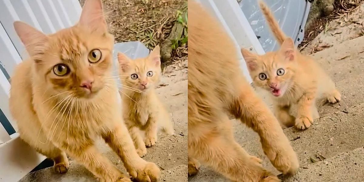 Cat Brings Kitten to Family She Trusts and Comes Back Next Day with