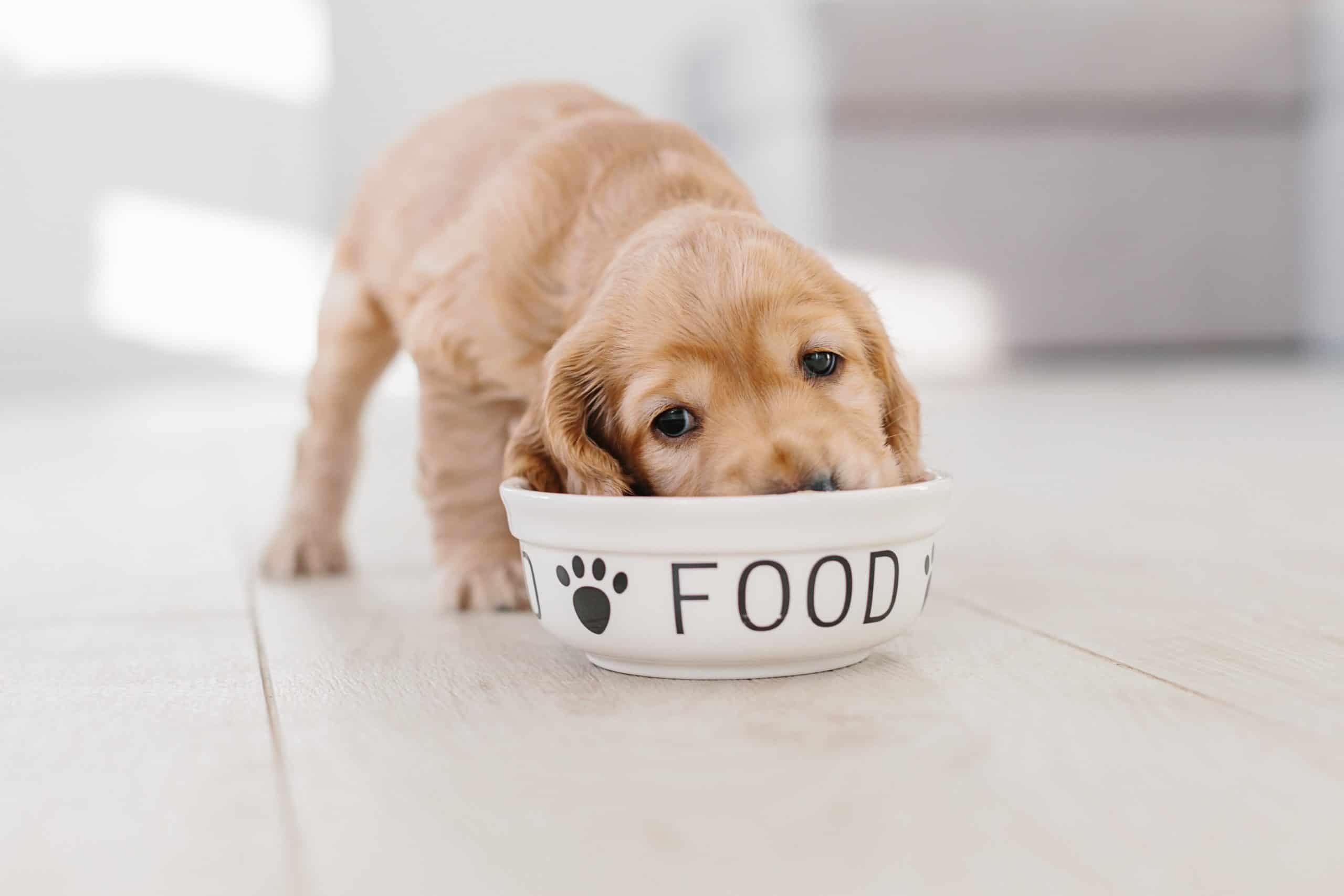 Why insect-based dog food is more sustainable