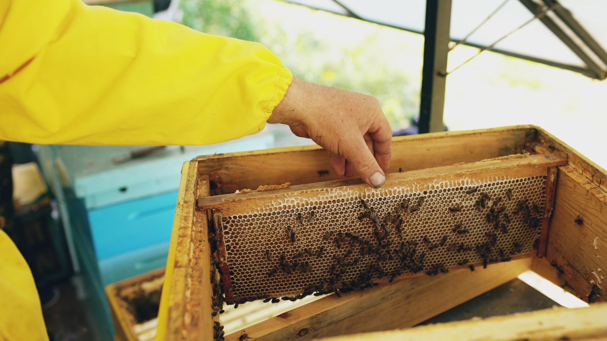 Virginia is giving free beehive boxes to residents to help bee population