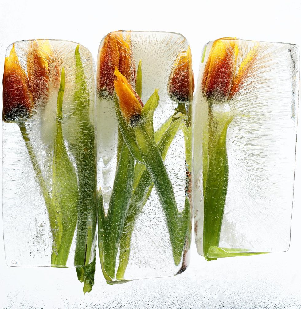 How To Make Fresh Flowers Last Longer, Tips & Tricks xoNecole Women's Interest, Love