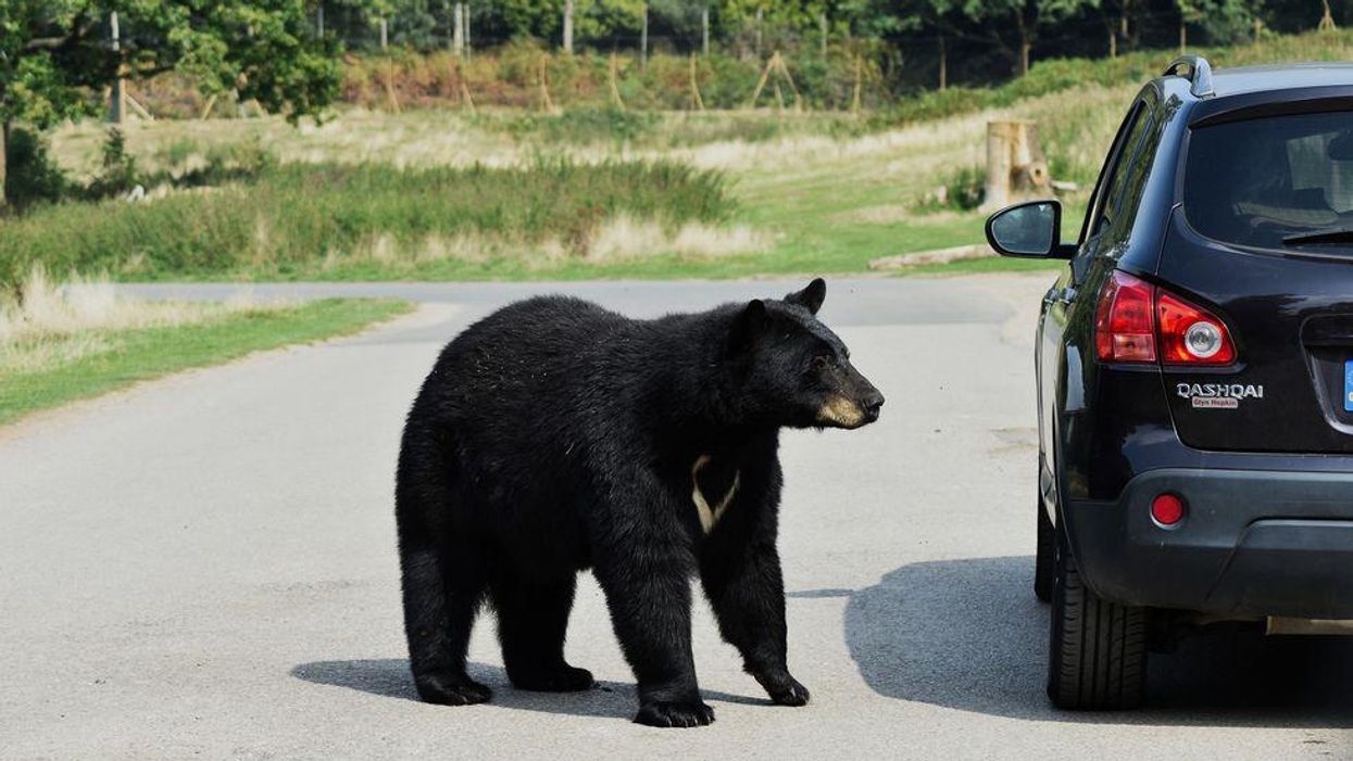 Black bear wanders into Gatlinburg restaurant, probably looking for a moonshine tasting