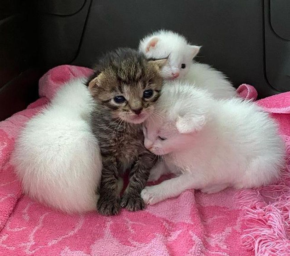Tabby Kitten Nestles with Her Littermates Until Help Arrives, Now Living Everyday to the Fullest