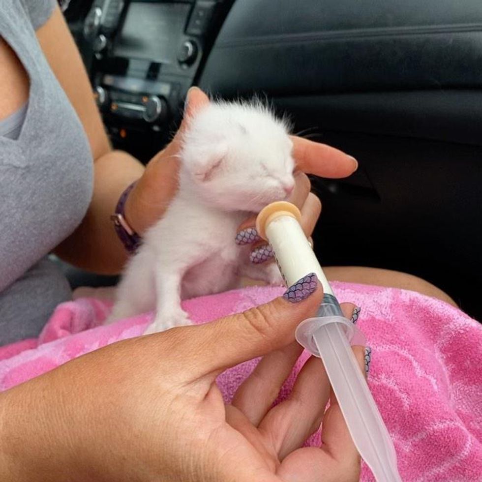 Tabby Kitten Nestles with Her Littermates Until Help Arrives, Now Living Everyday to the Fullest