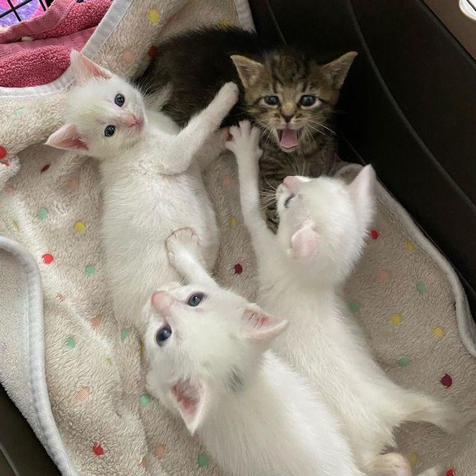 Tabby Kitten Nestles with Her Littermates Until Help Arrives, Now Living Everyday to the Fullest