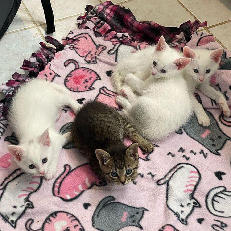 Tabby Kitten Nestles with Her Littermates Until Help Arrives, Now Living Everyday to the Fullest