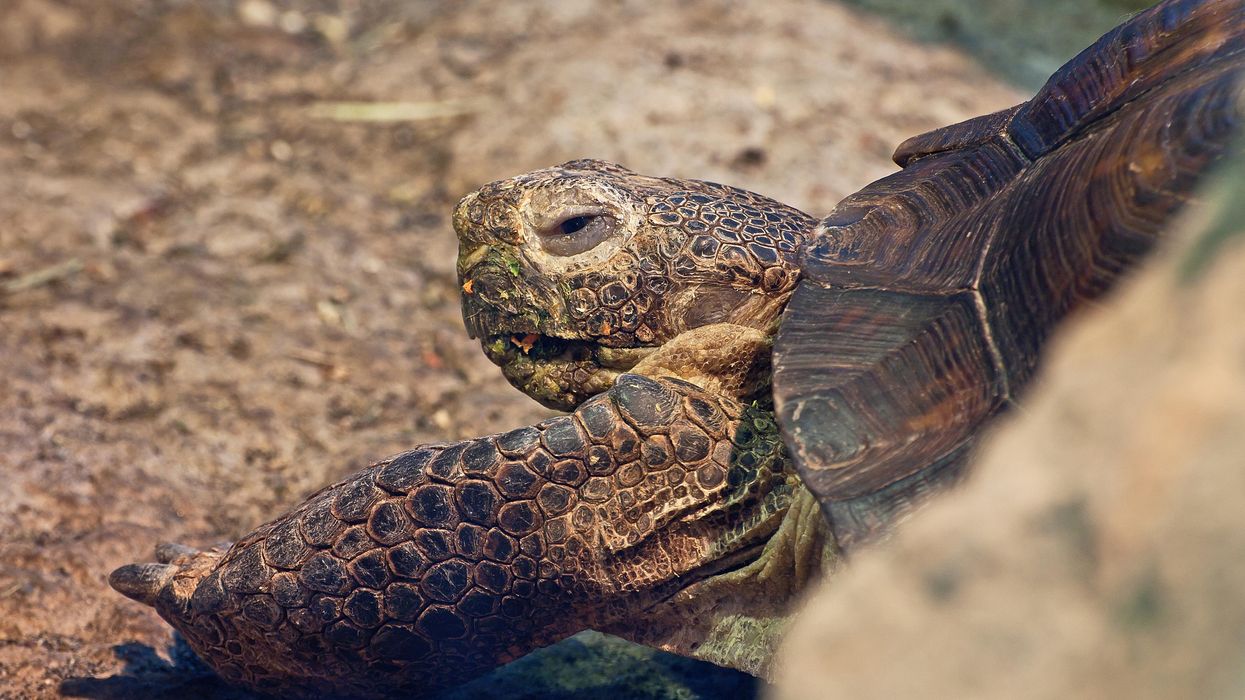 85-pound tortoise known in Arkansas for her escape attempts returned home...again