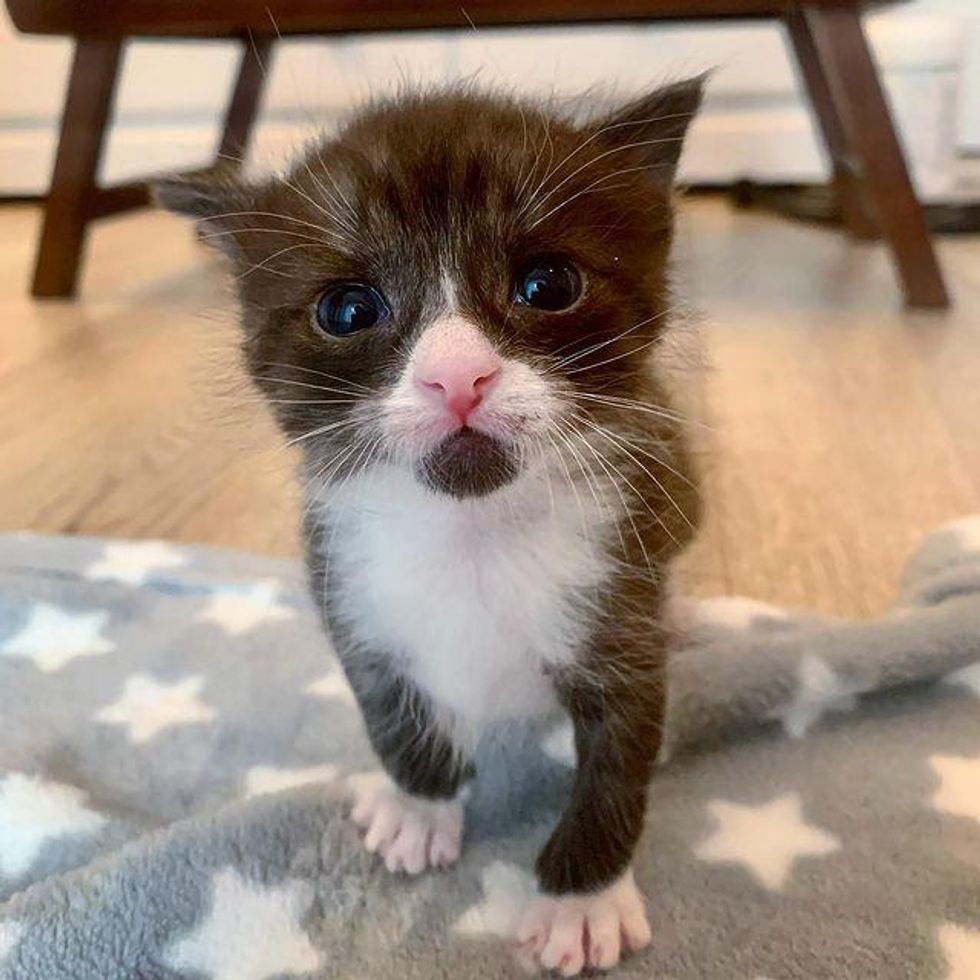 Lone Kitten Found Outside So Happy to Be Helped and Turns into Dapper