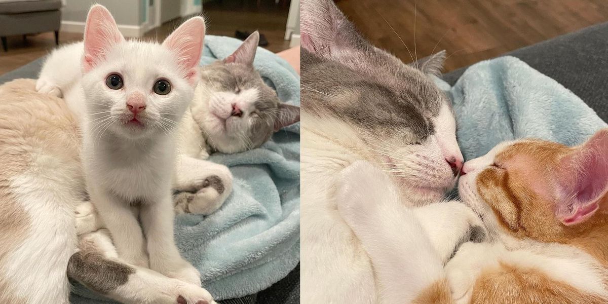 Kittens Uplift Cat and Help Him Thrive After He Was Rescued from Street ...