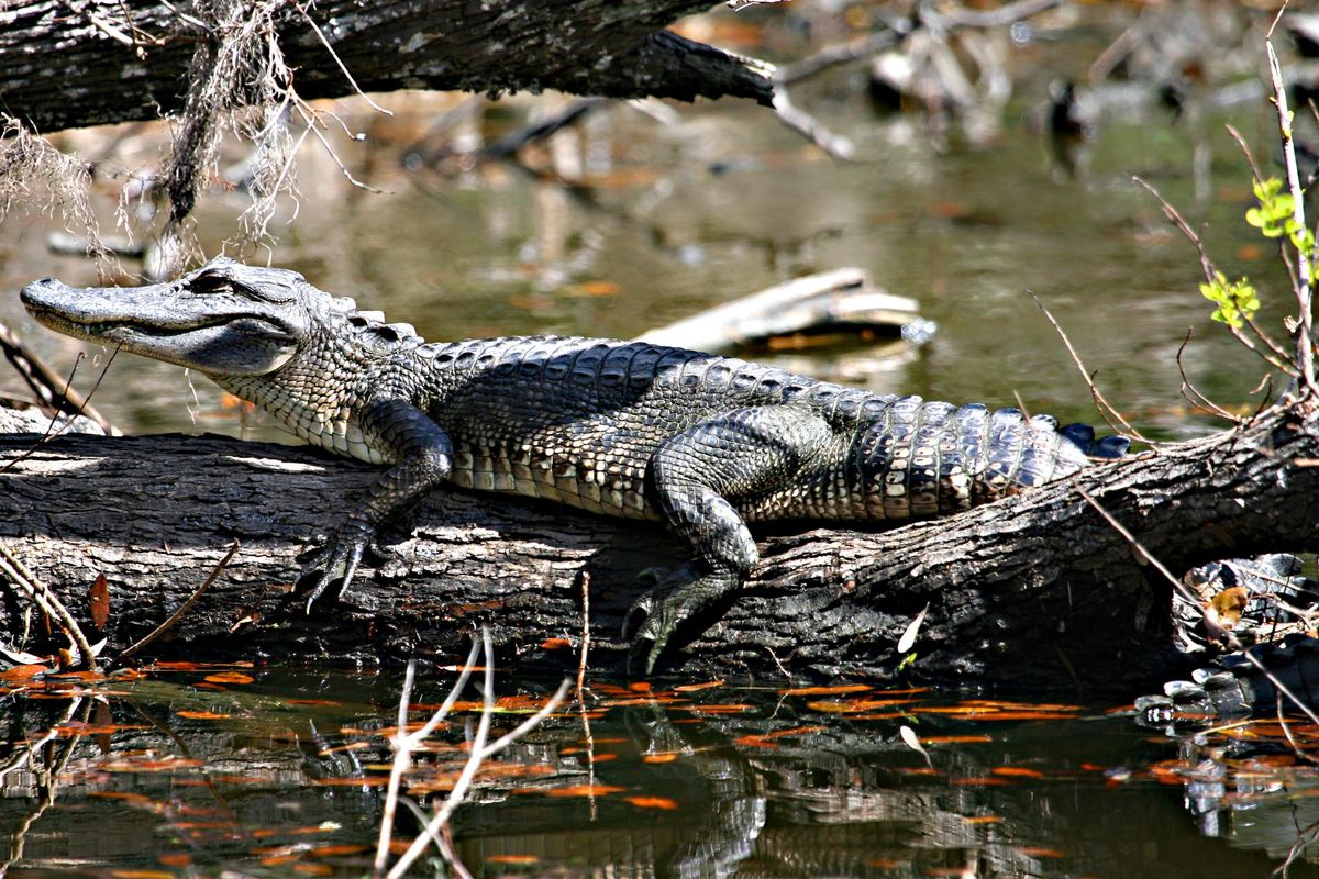 Grazie a foto e turisti, gli alligatori ora valgono più da vivi che da morti