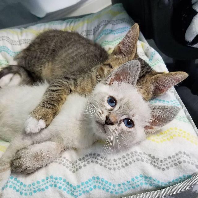 2 Rescue Kittens Hit It Off And Form Cutest Bromance - Their Journey To ...