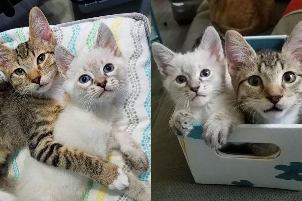 2 Rescue Kittens Hit It Off and Form Cutest Bromance - Their Journey to Forever Home