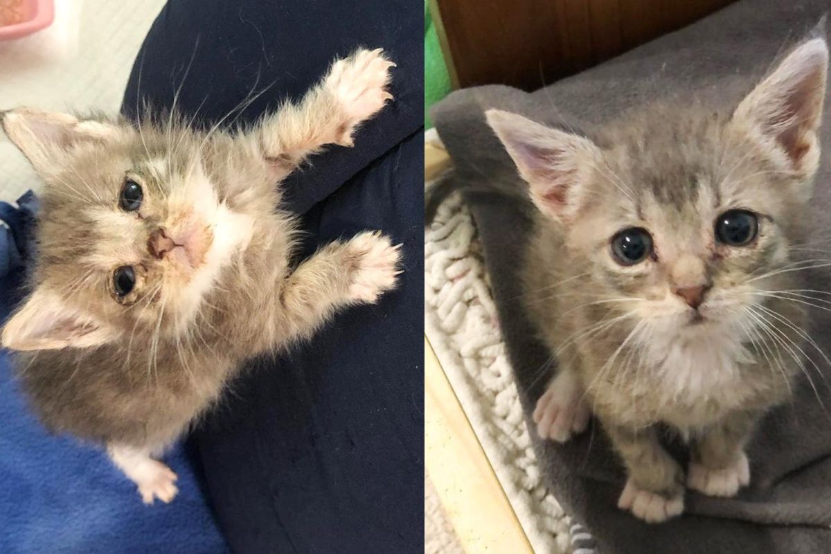 Kitten Found Outside Just the Size of Small Remote Turns into Full-fledged Lap Cat with So Much to Give