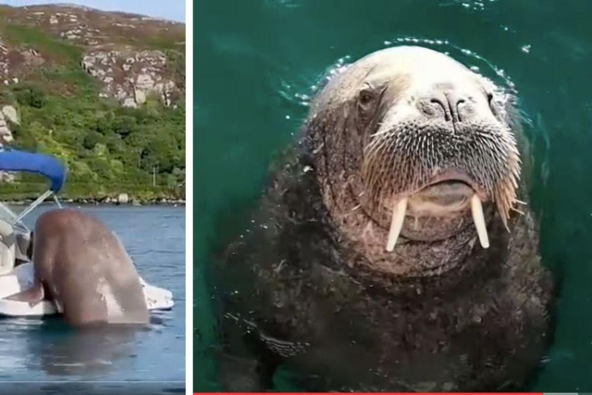 'Wally' the wandering walrus won't stop stealing people's boats. So now he's getting his own.