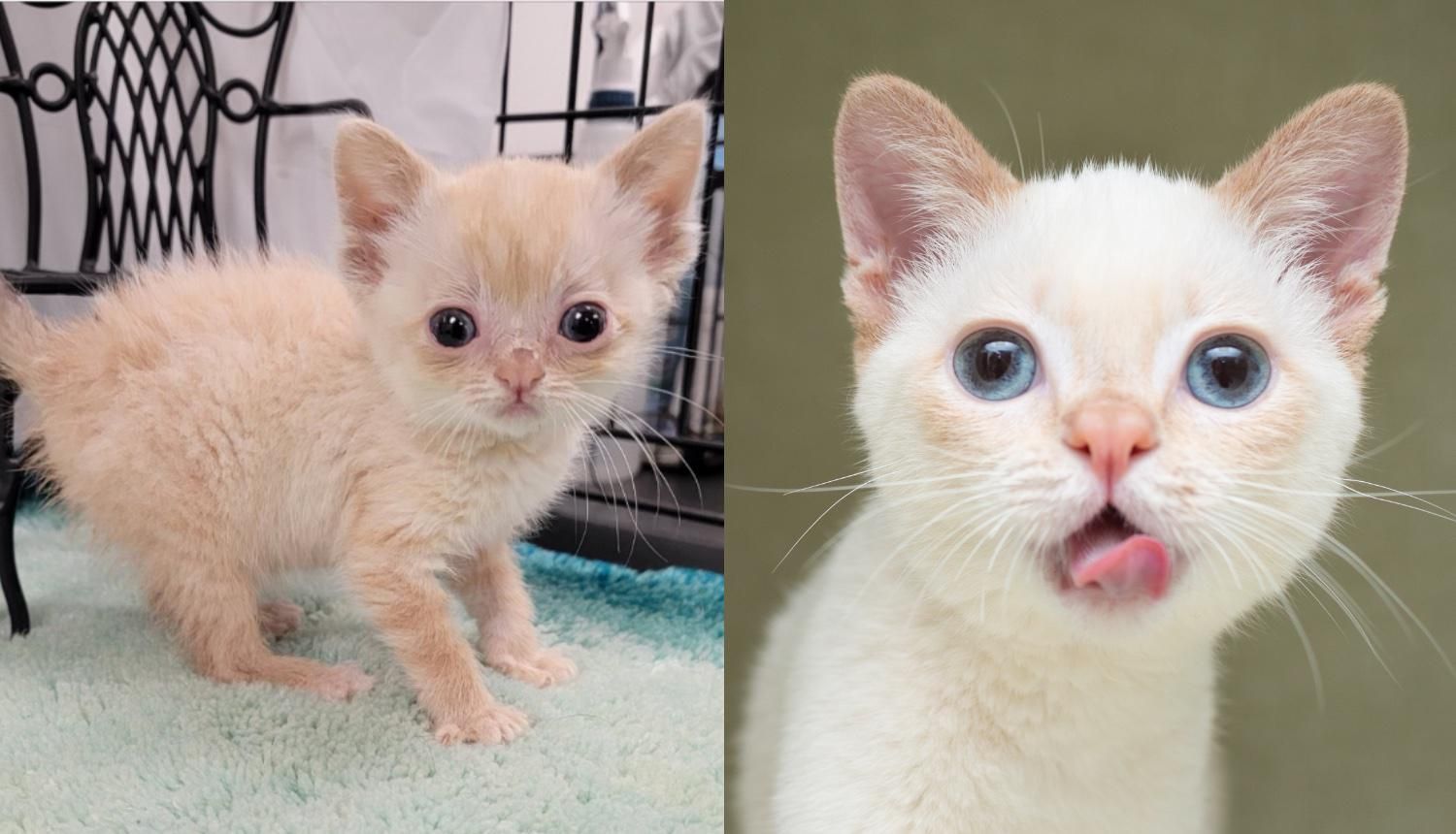 Kitten with Wobbly Gait Found Alone as Stray Lets Nothing Slow Him Down