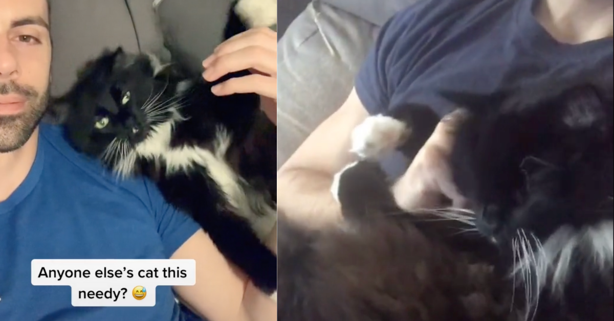 Guy Breaks The News To His Cat That He's Actually A Cat—And His Reaction Is Priceless