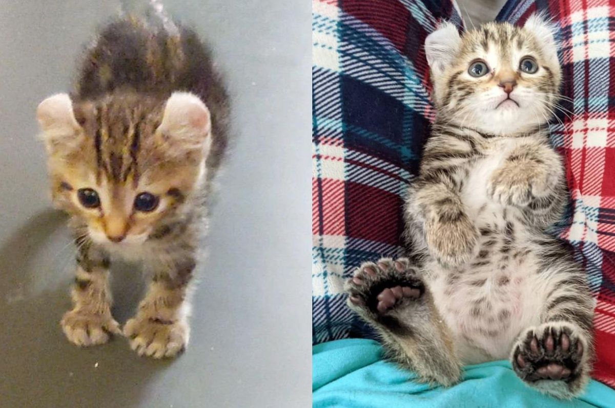 Kitten with Big Bear Paws and Fearless Nature is So Excited to Run Around for the First Time