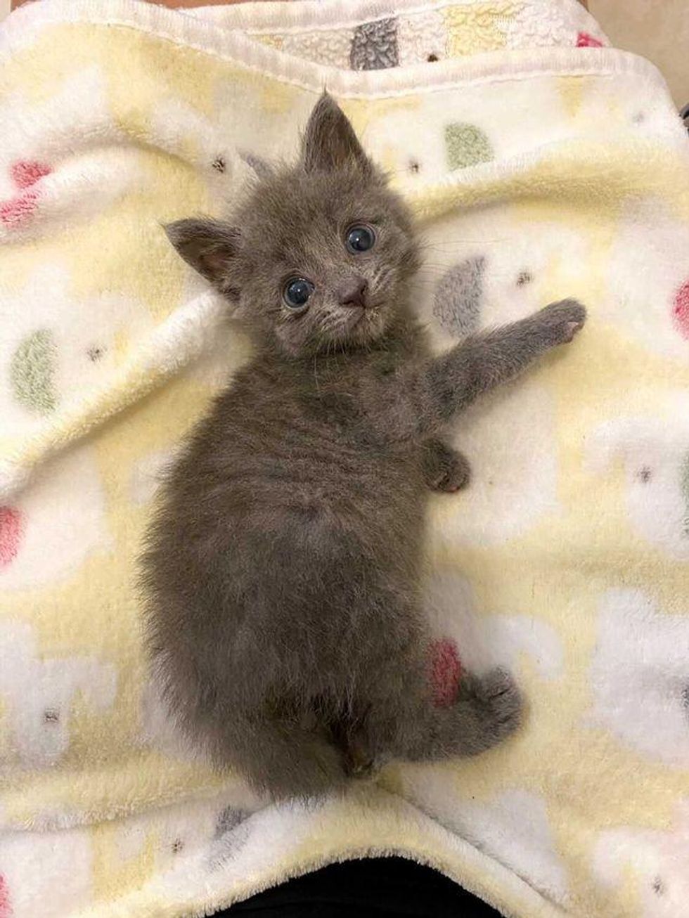 Kitten Found by Herself Takes to Two Other Younger Kittens and Showers