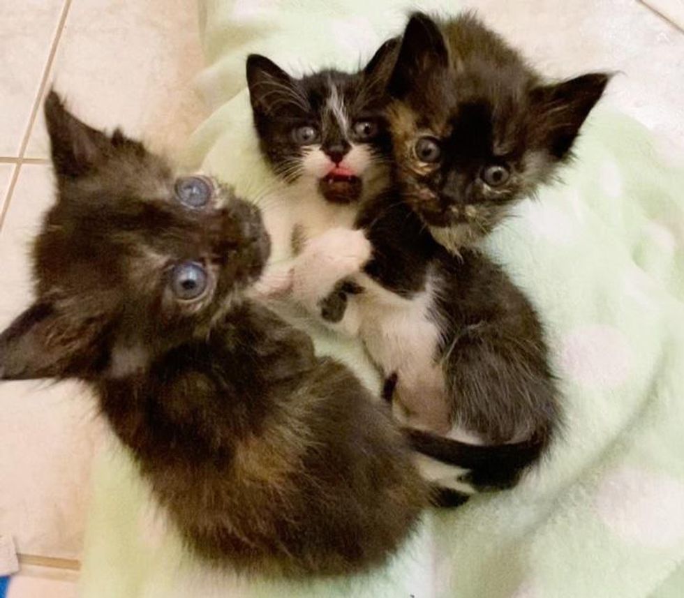 Kitten Crying Leads Family to Find Him and His Littermates in Bag and